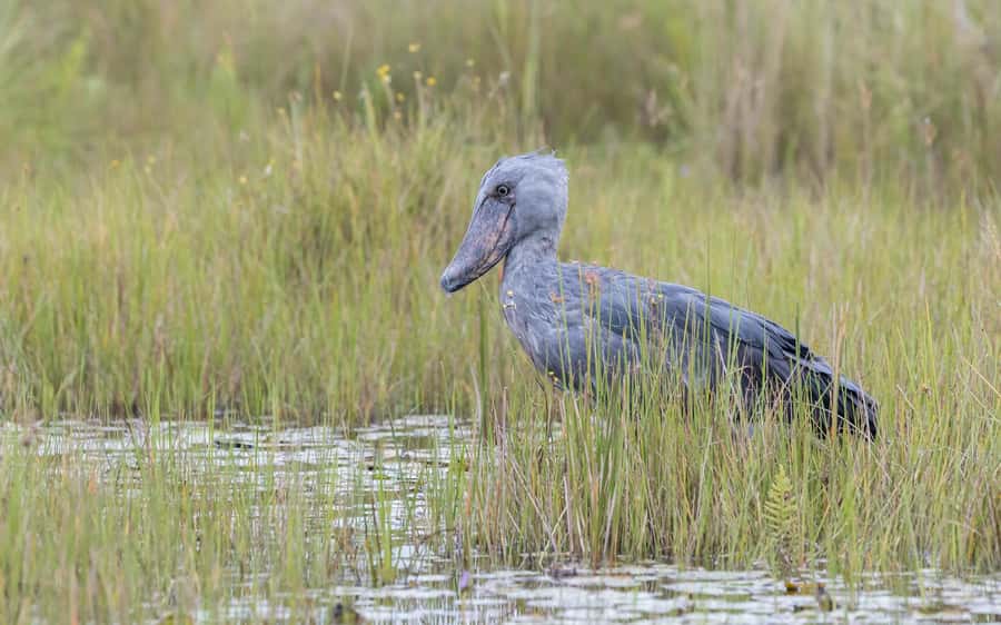 1-Day Mabamba Shoebill Birding Tour in Lake Victoria Entebbe - Mabamba Swamp: why the shoebill hunt starts here