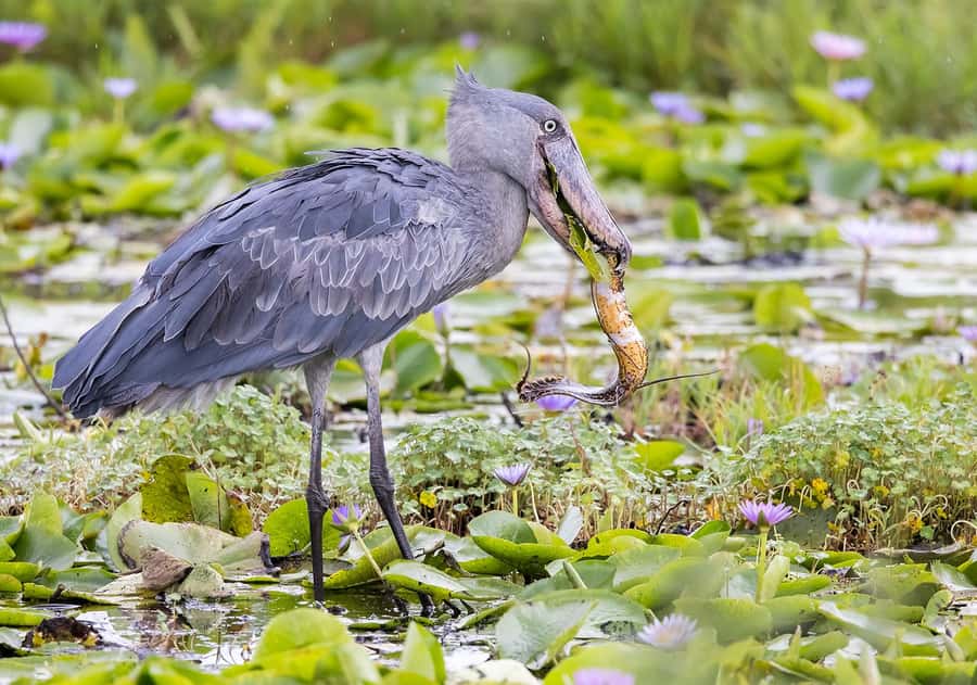 1-Day Mabamba Shoebill Birding Tour in Lake Victoria Entebbe - On-the-water birding: boat setup that gets you close