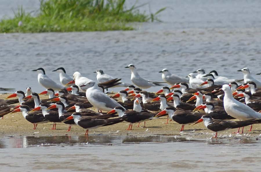 1-Day Mabamba Shoebill Birding Tour in Lake Victoria Entebbe - What to bring (and what to skip) for a smoother day