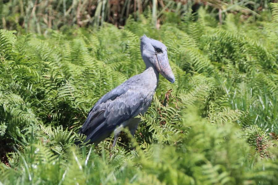 1-Day Mabamba Shoebill Birding Tour in Lake Victoria Entebbe - The 6-hour flow: pickup, river boat, and canoe channels