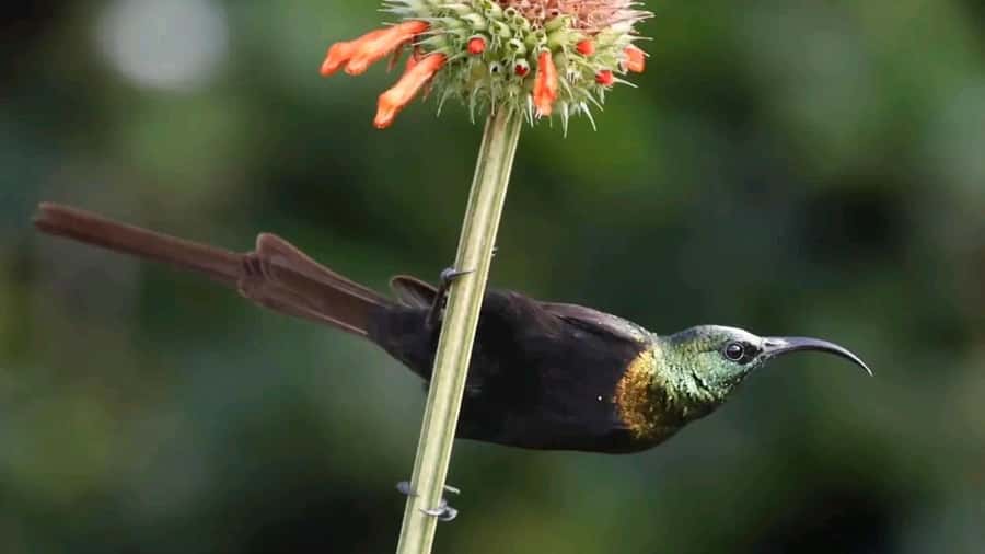 6hrs of Birdwatching in Nairobi National park - Key things to know before you go