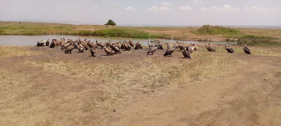 6hrs of Birdwatching in Nairobi National park - Nairobi National Park as a bird playground