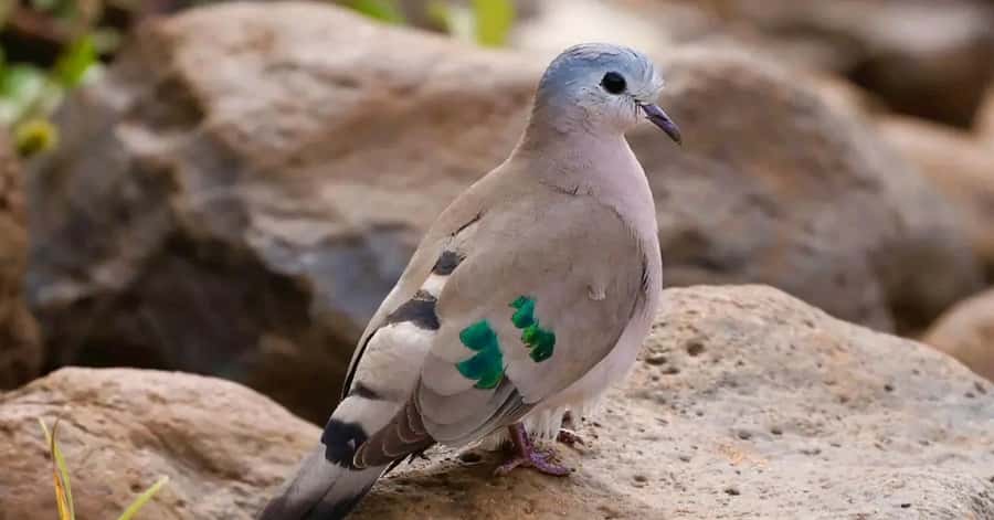 6hrs of Birdwatching in Nairobi National park - Dry forest stop: Pycnonotidae, Turdidae, and Columbidae