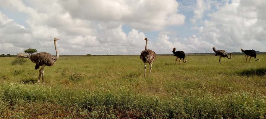 6hrs of Birdwatching in Nairobi National park - Dams and wetlands: Scolopacidae, Anatidae, Ciconiidae