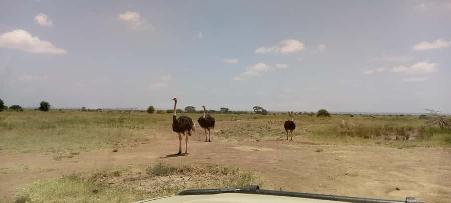 6hrs of Birdwatching in Nairobi National park - Picnic points, walking breaks, and how to spot better from the van