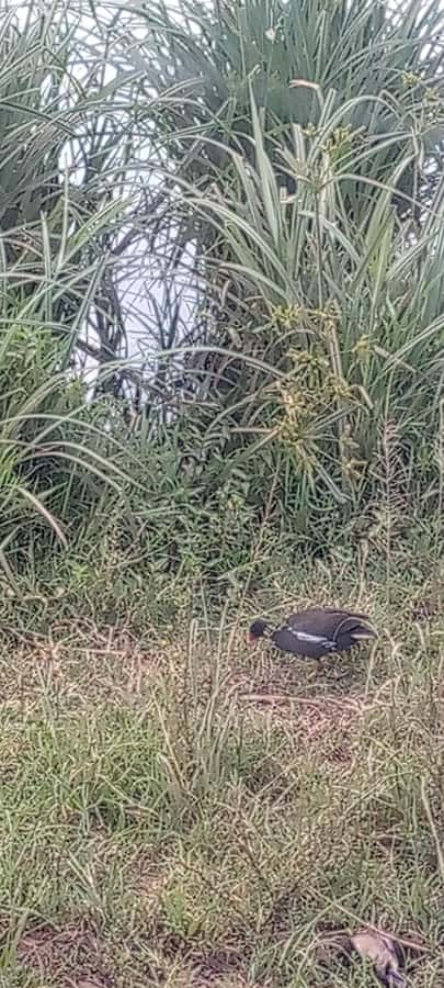 6hrs of Birdwatching in Nairobi National park - Price and park fees: where the real value comes from