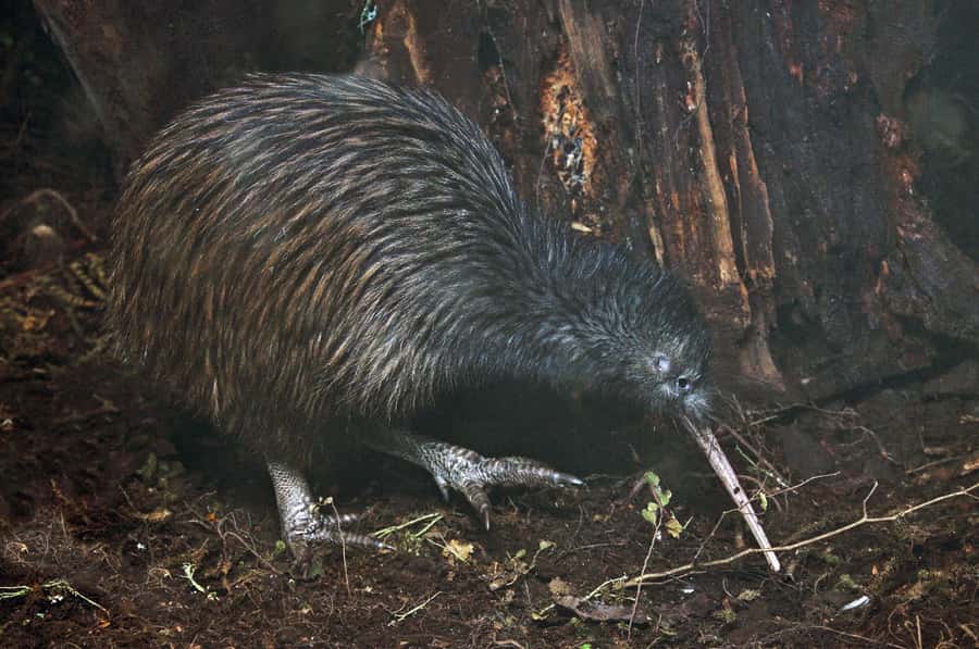 Auckland (Tawharanui): Wild Kiwi Bird Spotting Encounter - Key Points to Know Before You Go