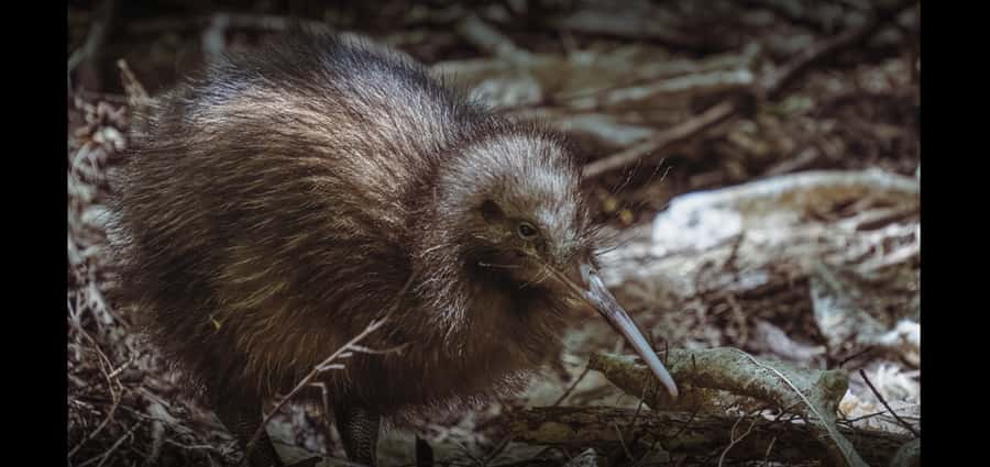 Auckland (Tawharanui): Wild Kiwi Bird Spotting Encounter - Who Should Book This Kiwi and Stargazing Night?