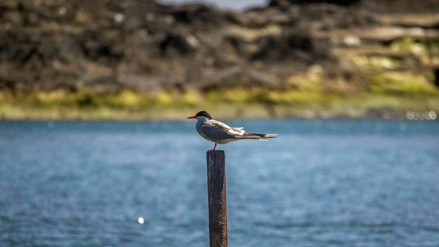 Azores Marine Birdwatching Expedition - Key things I’d center in your planning