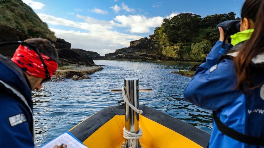 Azores Marine Birdwatching Expedition - What makes this Azores sea-bird cruise feel different