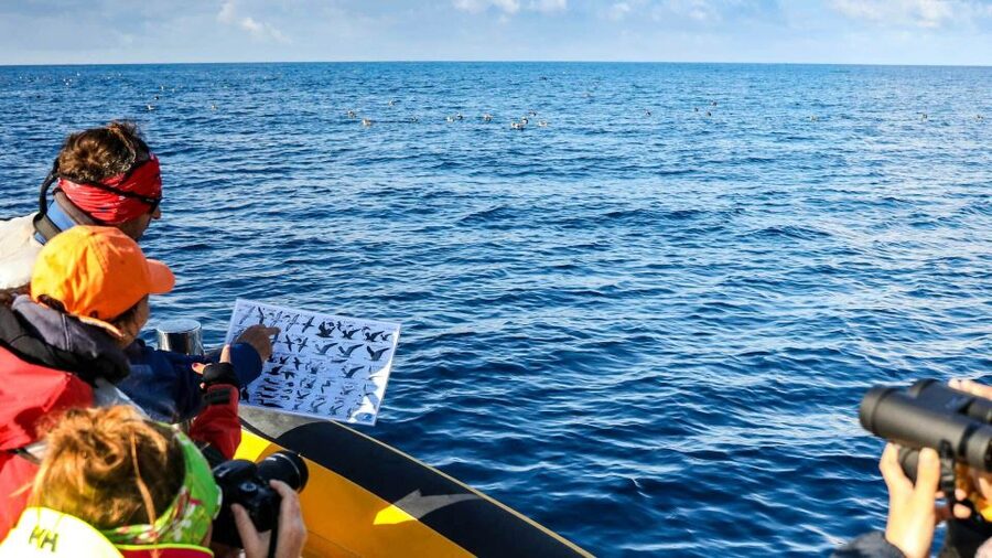 Azores Marine Birdwatching Expedition - The long cruise: using behavior cues to find Cory’s Shearwaters and terns