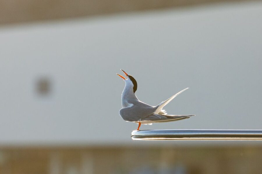 Azores Marine Birdwatching Expedition - How the team approaches birds: the quiet science of getting close