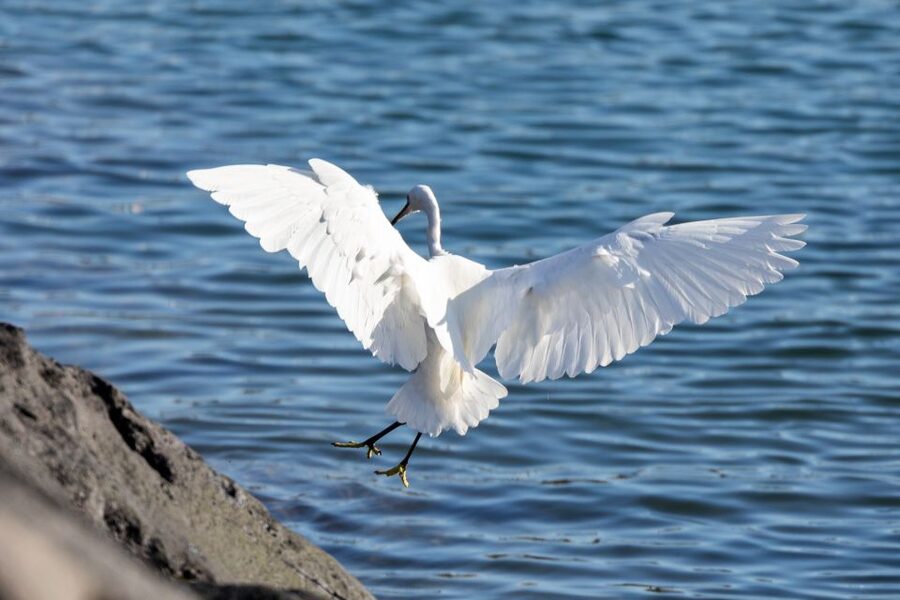 Azores Marine Birdwatching Expedition - Vila Franca do Campo Islet: where colonies turn the ocean into a classroom