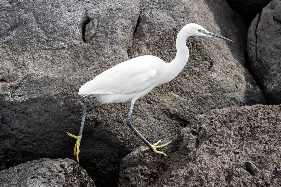 Azores Marine Birdwatching Expedition - A quick break at the marina: what you do with the downtime
