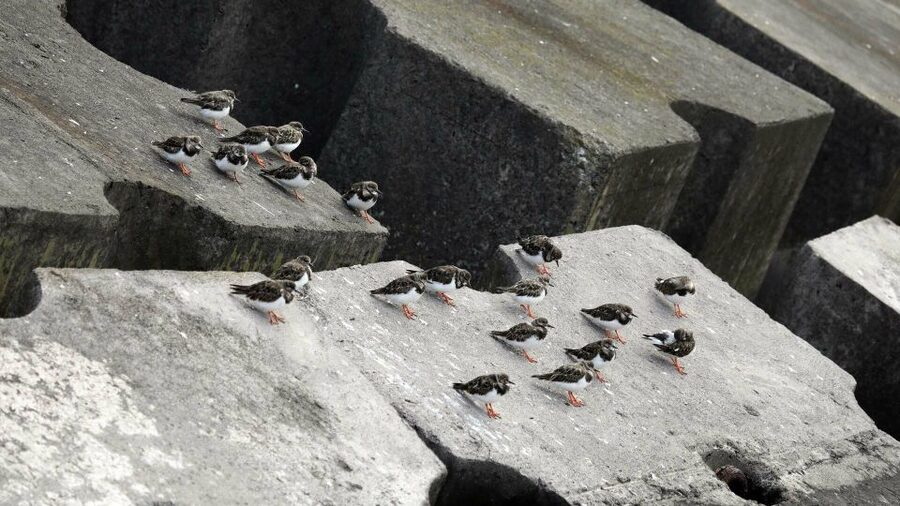 Azores Marine Birdwatching Expedition - Price and value: what $66 buys you in the real world