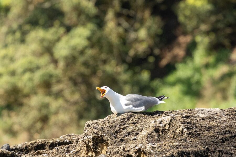 Azores Marine Birdwatching Expedition - Who should book, and who should think twice