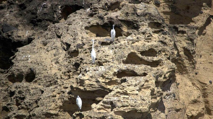 Azores: Marine Birdwatching & Islet Biologist Guided Tour - Islet of Vila Franca do Campo: the short stop that can make the photos work