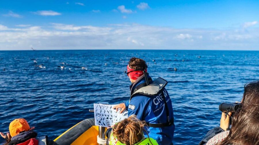Azores: Marine Birdwatching & Islet Biologist Guided Tour - Step aboard: safety brief, skipper skills, and the binocular advantage