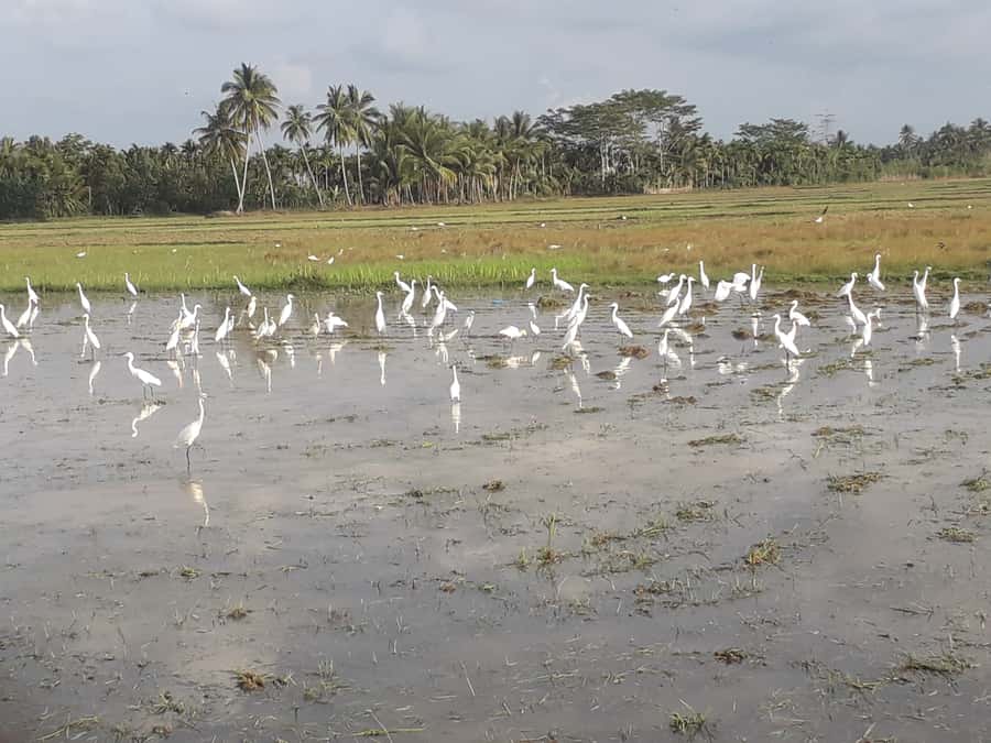 Bali: Countryside Bird Watching Tour with Hotel Transfer - Key Things You’ll Love on This Bali Bird Tour
