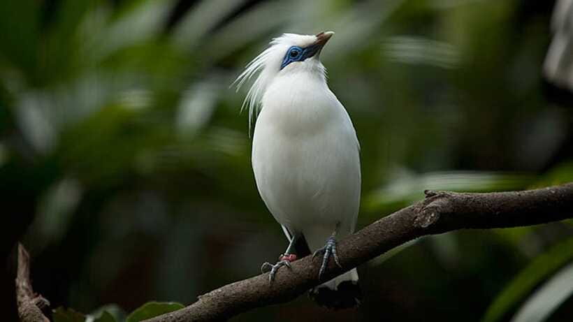 Bali: Countryside Bird Watching Tour with Hotel Transfer - Petulu Village: Heron Watching Where the Trees Do the Work