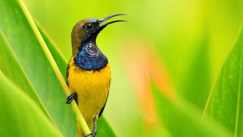 Bali: Countryside Bird Watching Tour with Hotel Transfer - What Birds You Can Realistically Expect (And What You Can’t)