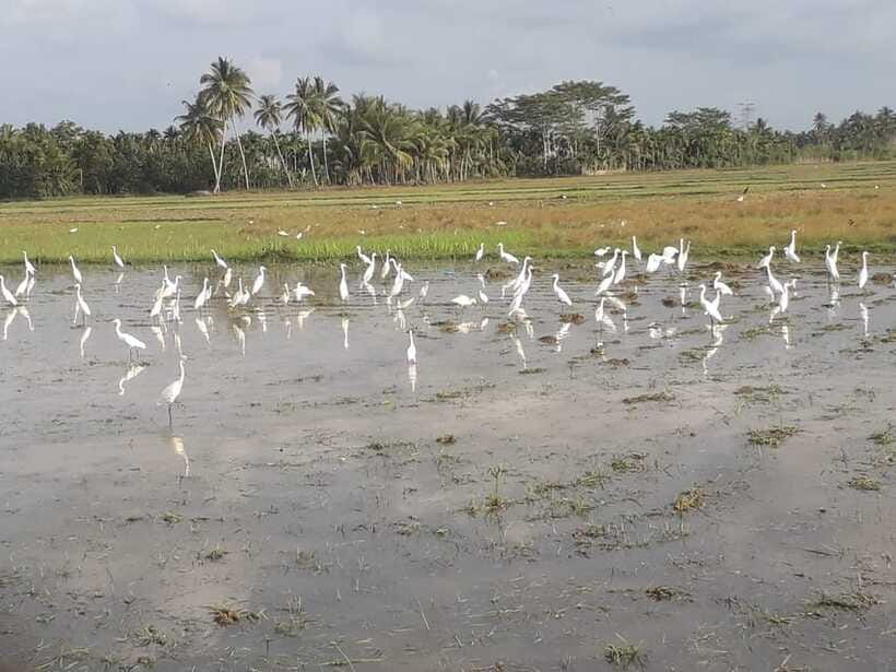 Bali: Countryside Bird Watching Tour with Hotel Transfer - Customizing With Add-Ons: Coffee, Massage, and Bird Focus