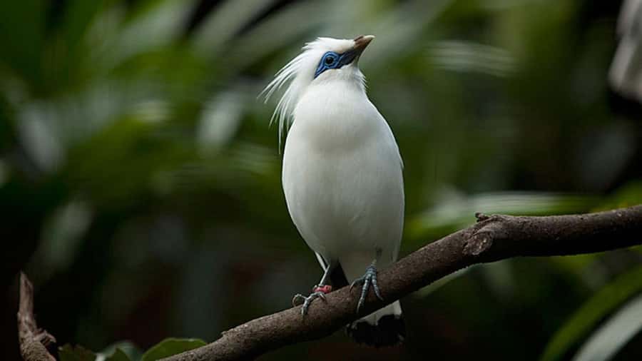 Bali: Countryside Bird Watching Tour with Hotel Transfer - Pickup, Timing, and the 5-Hour Pace (Without Feeling Rushed)