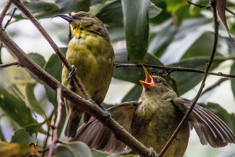 Big Island: Native Bird Watching & Hiking Tour - Your bird targets: what you’re likely to spot
