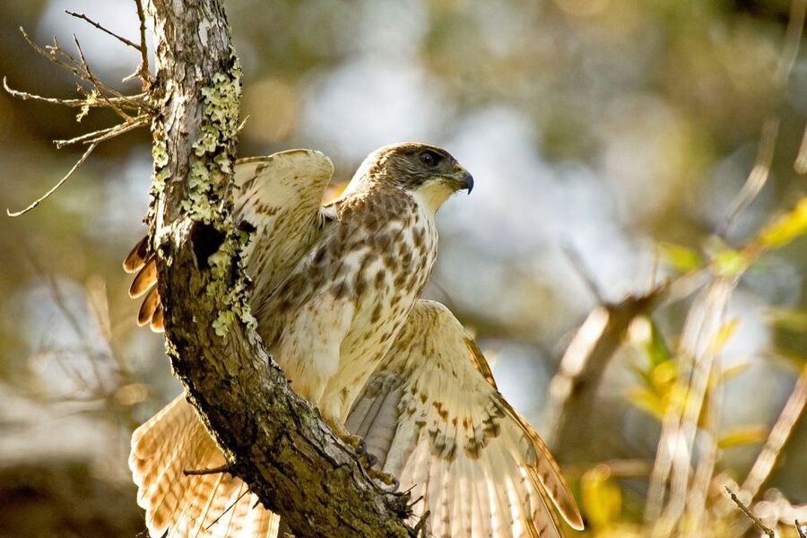 Big Island: Native Bird Watching & Hiking Tour - Lunch, snacks, and staying warm in the forest