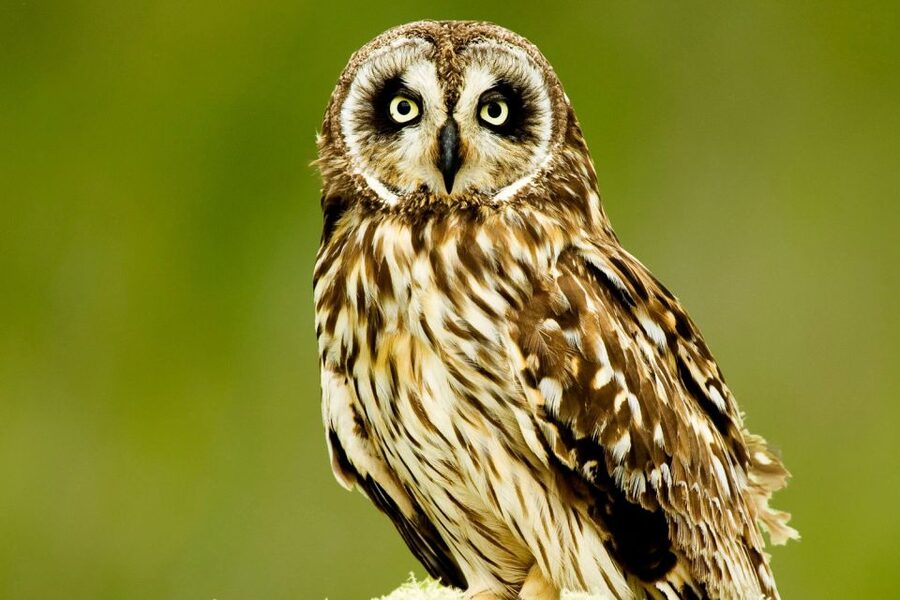Big Island: Native Bird Watching & Hiking Tour - Guides, spotting help, and why the small group matters