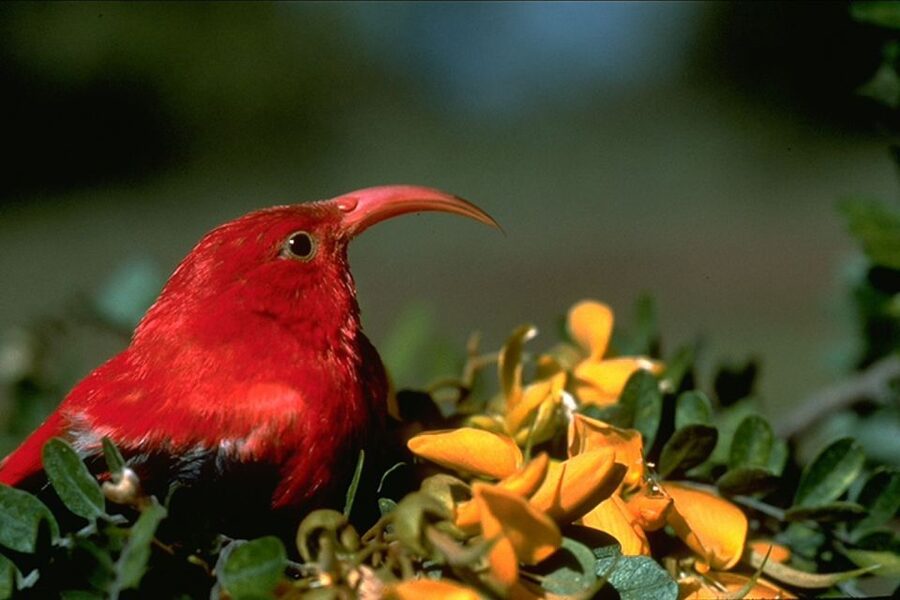 Big Island: Native Bird Watching & Hiking Tour - 4WD off-road comfort (and what to do with it)