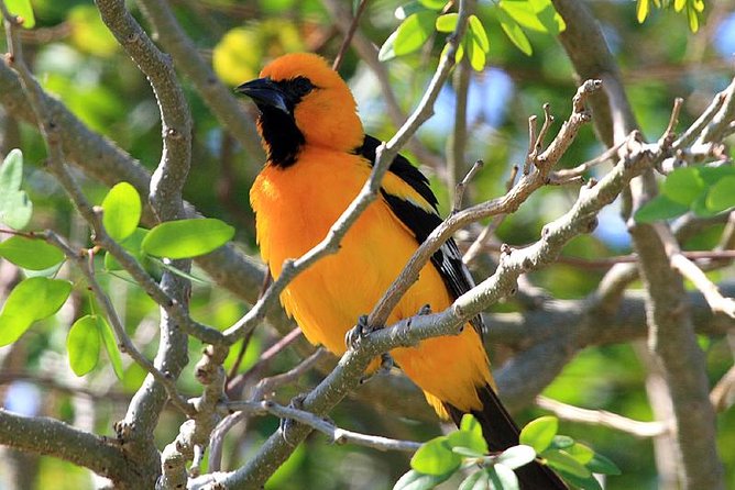 Bird watching ecofriendly tour from Cancun & Riviera Maya - Why a 5:00 am Cancun bird tour feels different (in a good way)