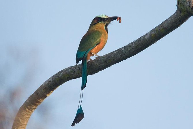 Bird watching ecofriendly tour from Cancun & Riviera Maya - Meet the guide style: bird ID plus jungle learning
