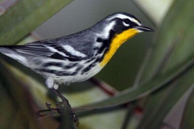 Bird watching ecofriendly tour from Cancun & Riviera Maya - From your hotel to Puerto Morelos: the ride that makes the day easy