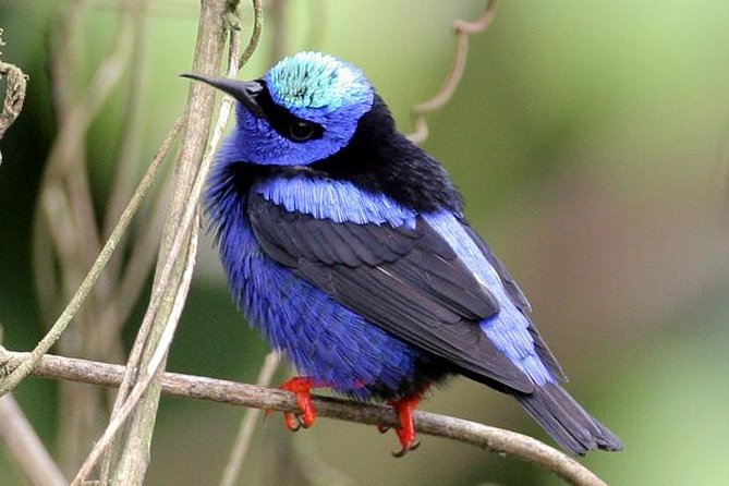 Bird watching ecofriendly tour from Cancun & Riviera Maya - “Ecofriendly” here means thoughtful ground rules, not just a label