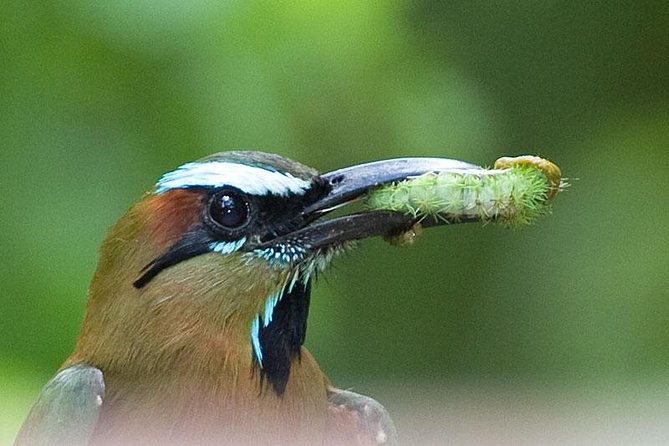Bird watching ecofriendly tour from Cancun & Riviera Maya - The included meal: local jungle fuel you’ll remember