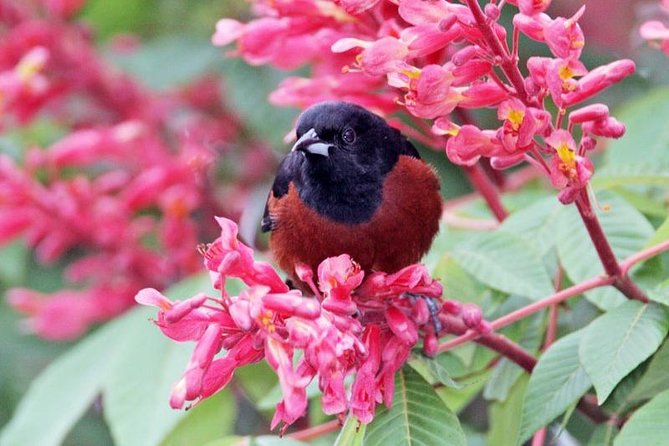 Bird watching ecofriendly tour from Cancun & Riviera Maya - Gear and comfort: what’s provided, and what you should bring