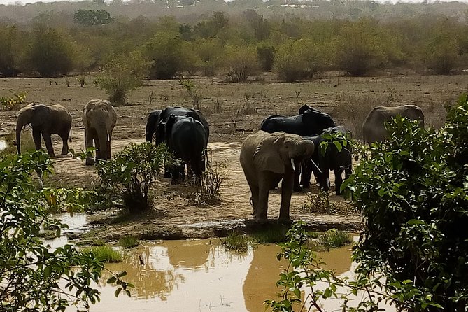 Bird watching tours , cultural and historical tours of Ghana. - Potential Risks: One Concerning Reliability Report