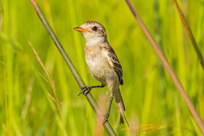 Birding and Nature Chaco Tour - Birding With Purpose: What Makes This Chaco Tour Work