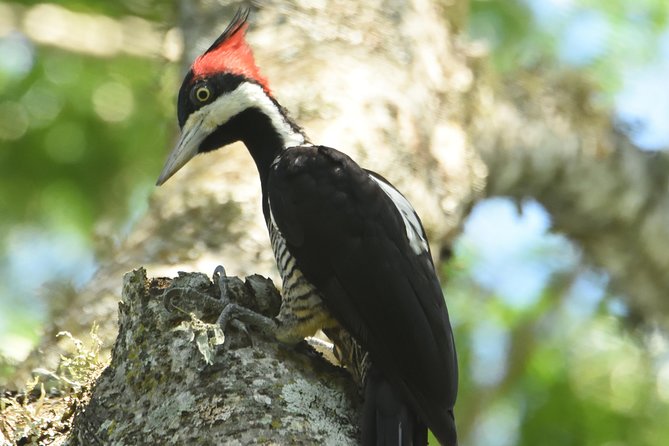 Birding and Nature Chaco Tour - Private Guide + Private Vehicle: The Value of a Tailored Day