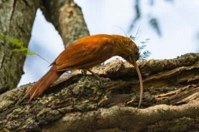 Birding and Nature Chaco Tour - Why the Humid Chaco Around Asunción Is Birding Gold