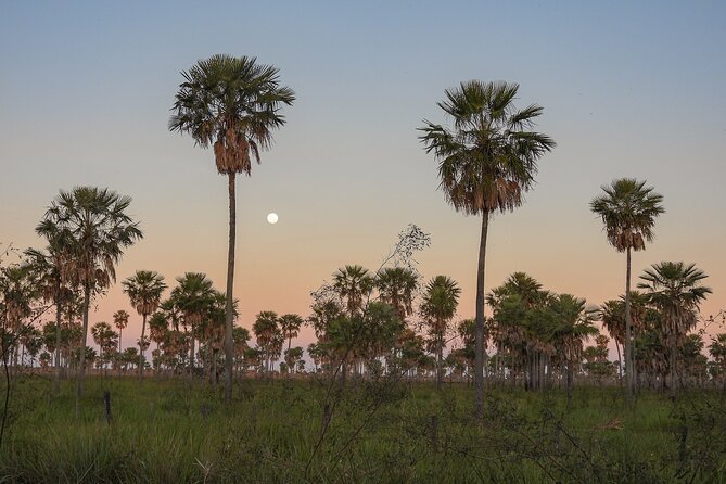 Birding and Nature Chaco Tour - Woodpeckers, Woodcreepers, and the Birds You Hear Before You See