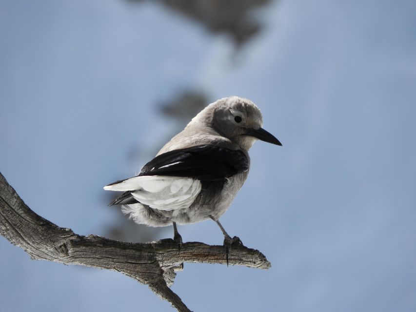 Birding Hike and Hot Spring Soak from Denver - Key Things I’d Bookmark Before You Go