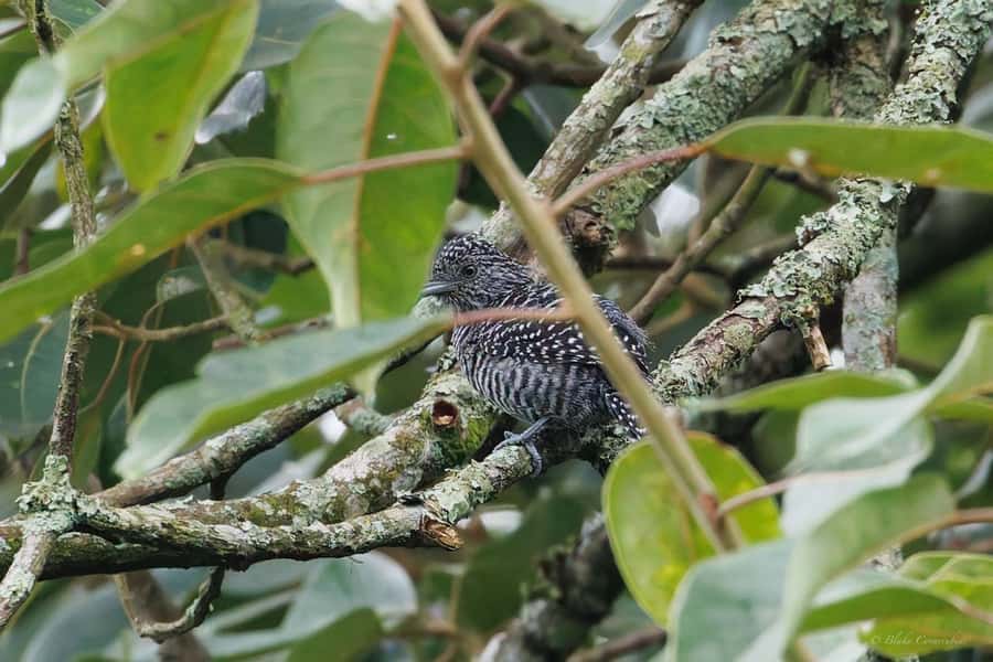 Birding Medellin with expert bird-watcher (Private) - Price and optional transport: where the value is