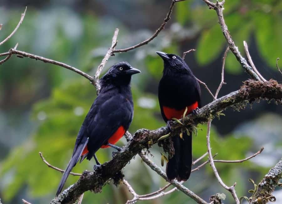 Birding Medellin with expert bird-watcher (Private) - From Estrella Metro Station to the La Romera bird reserve