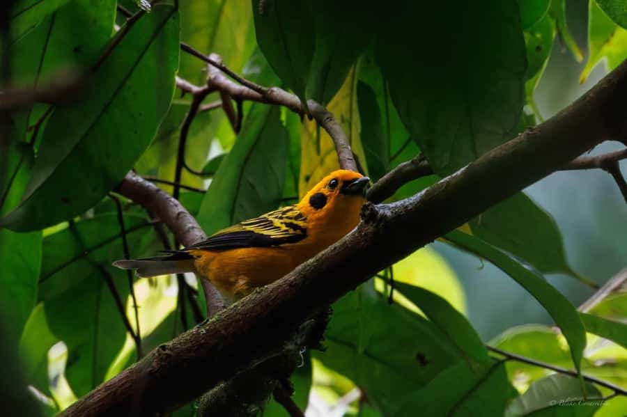 Birding Medellin with expert bird-watcher (Private) - How Sebastien (and fellow guides) help you spot birds by sight and sound