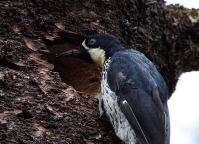 Birding Medellin with expert bird-watcher (Private) - What 150+ species really means for your morning