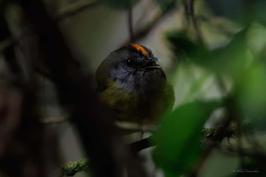 Birding Medellin with expert bird-watcher (Private) - Birding with a sound-and-photo bird list app