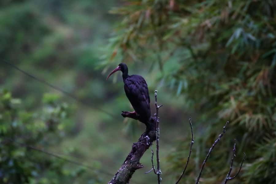 Birding Medellin with expert bird-watcher (Private) - The rhythm of the 6 hours: early effort, slow scanning, quiet rewards
