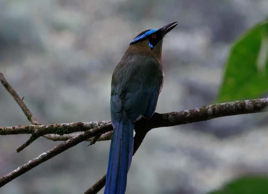 Birding Medellin with expert bird-watcher (Private) - Food and comfort: takeaway breakfast, snacks, and water